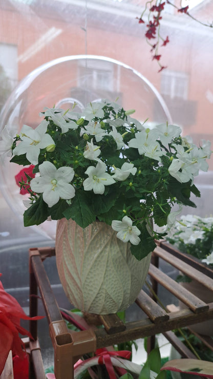 CAMPANULA