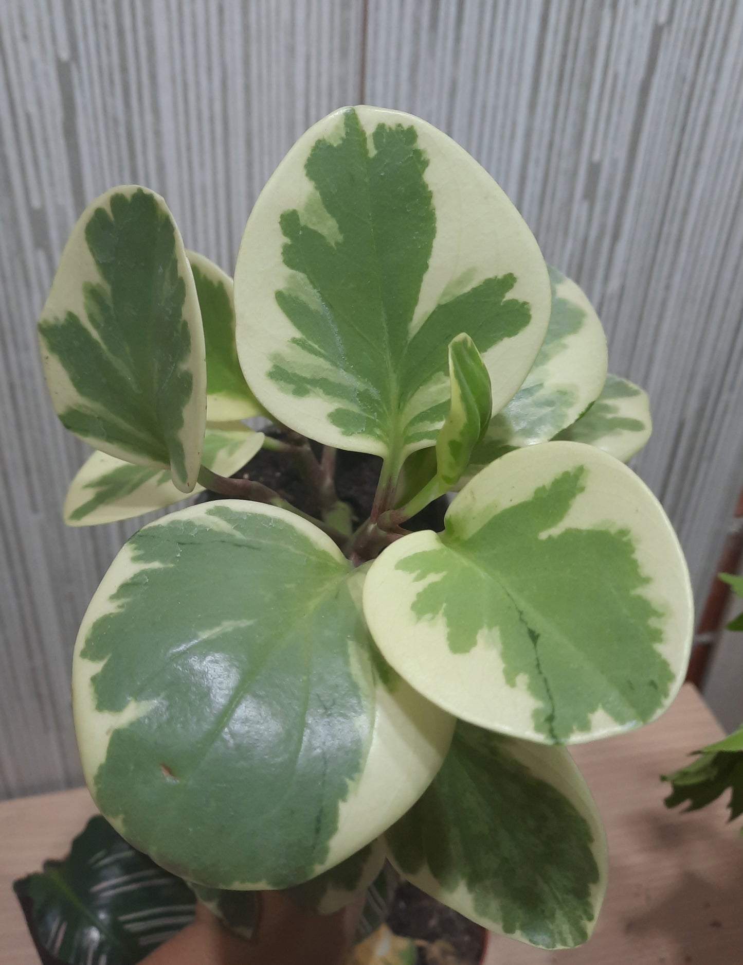 PEPEROMIA OBSTUSIFOLIA VARIEGADA