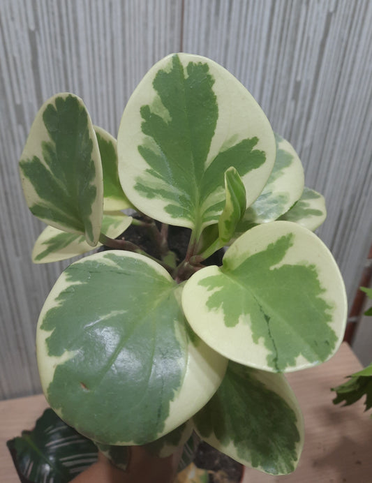 PEPEROMIA OBSTUSIFOLIA VARIEGADA