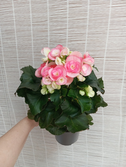 BEGONIA ELIATOR