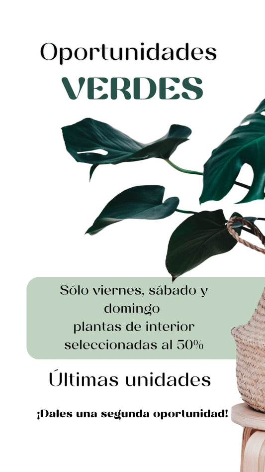 PLANTAS INTERIOR -50%
