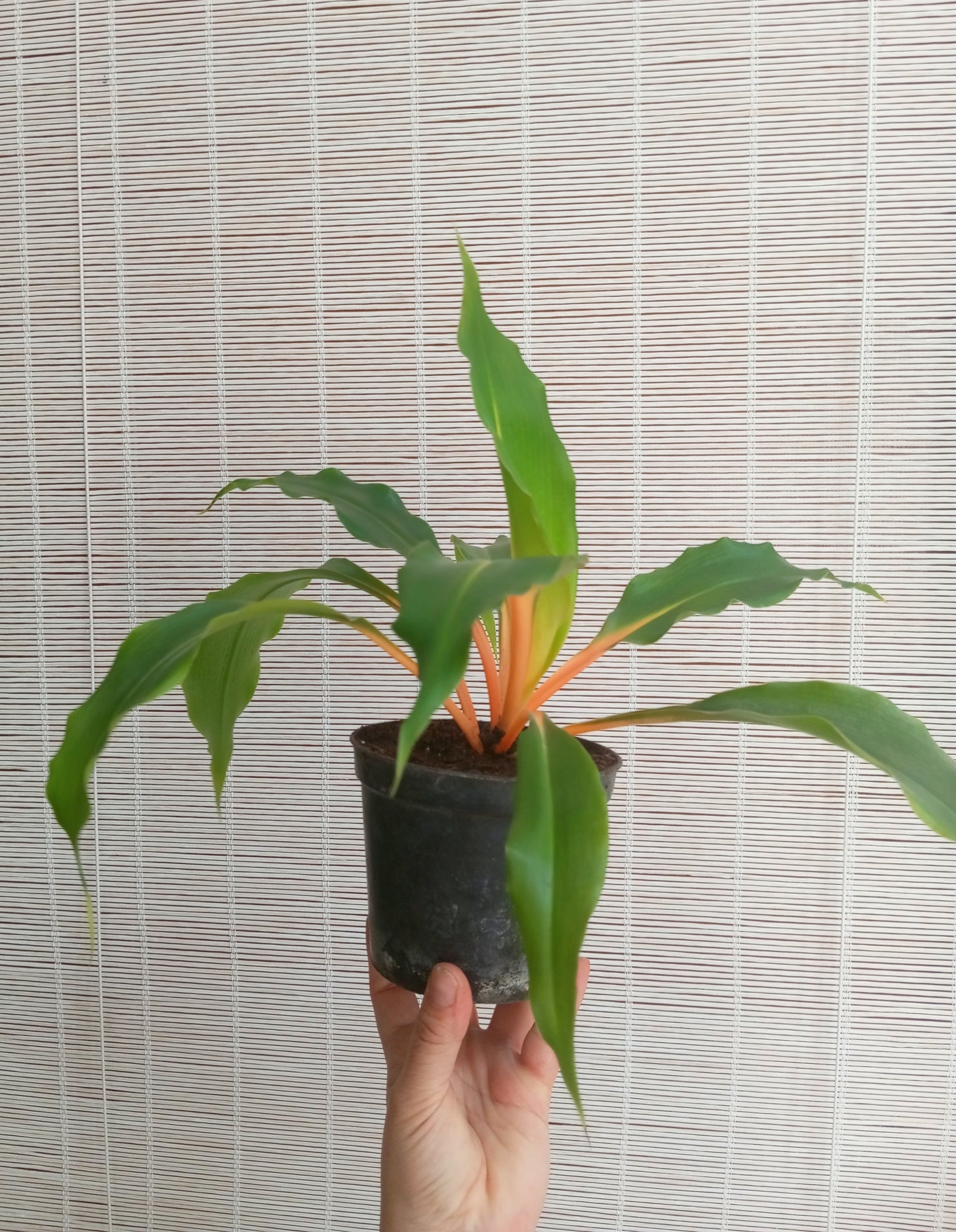 CHLOROPHYTUM ORCHIDASTRUM