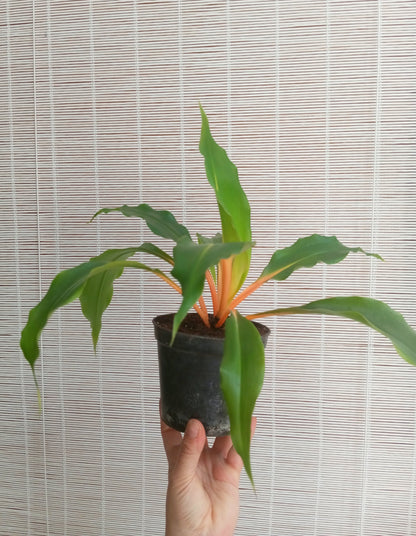 CHLOROPHYTUM ORCHIDASTRUM