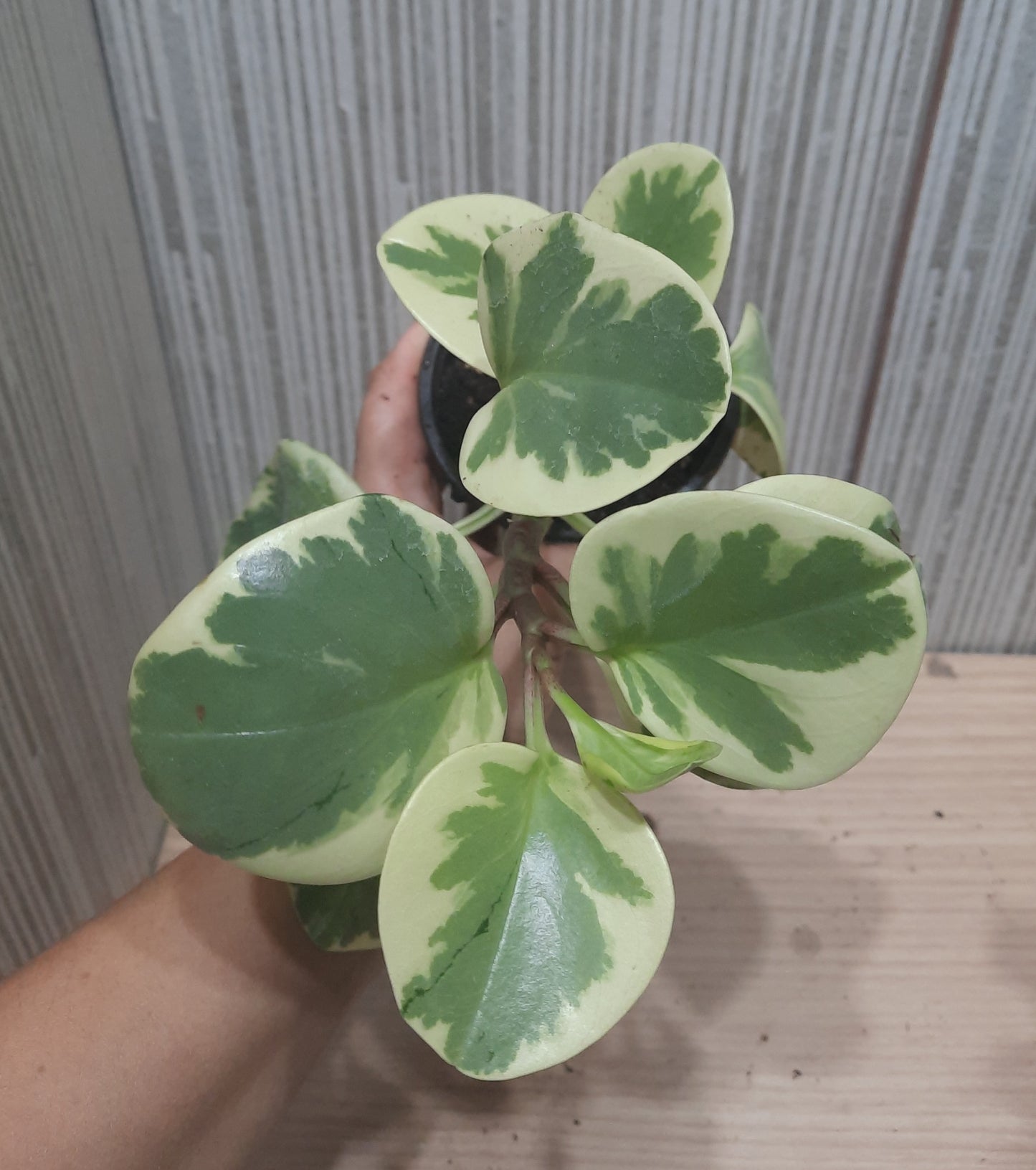 PEPEROMIA OBSTUSIFOLIA VARIEGADA