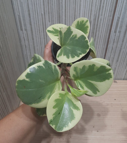 PEPEROMIA OBSTUSIFOLIA VARIEGADA
