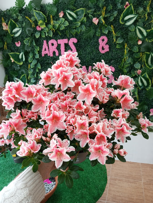 AZALEA