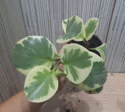PEPEROMIA OBSTUSIFOLIA VARIEGADA