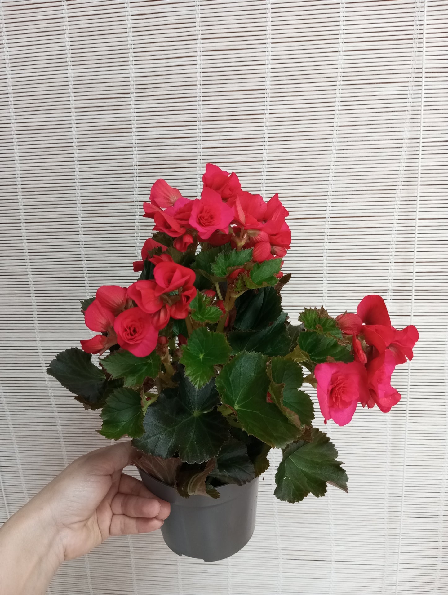 BEGONIA ELIATOR