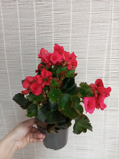 BEGONIA ELIATOR