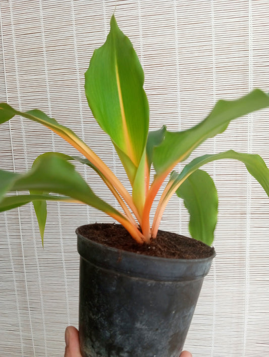 CHLOROPHYTUM ORCHIDASTRUM